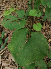 Dioscorea convolvulacea