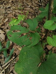 Dioscorea convolvulacea