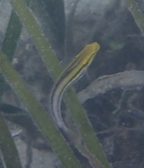 Petroscirtes breviceps
