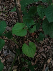 Dioscorea convolvulacea