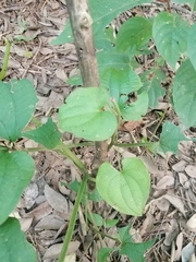 Dioscorea convolvulacea