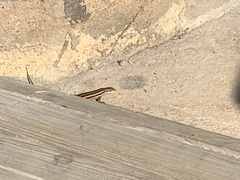 Trachylepis quinquetaeniata