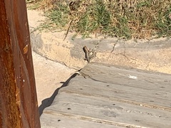 Trachylepis quinquetaeniata