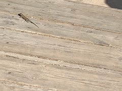 Trachylepis quinquetaeniata
