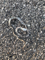 Hierophis viridiflavus