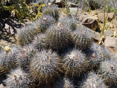 Copiapoa coquimbana