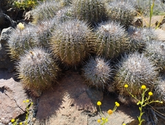 Copiapoa coquimbana