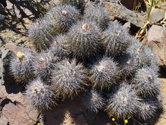 Copiapoa coquimbana
