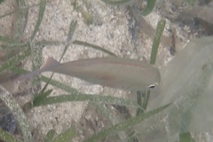 Lethrinus harak