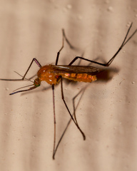 Coquillettidia xanthogaster