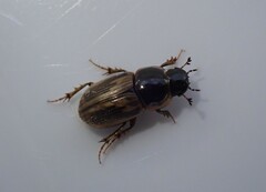 Melinopterus