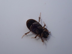 Melinopterus