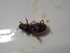 Melinopterus