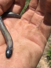 Amblyodipsas polylepis
