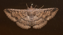 Ericeia sobria