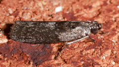 Sciota melanostyla