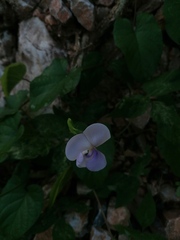 Centrosema pubescens