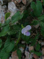 Centrosema pubescens