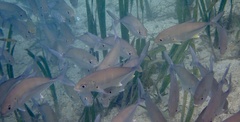 Caranx sexfasciatus