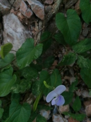 Centrosema pubescens