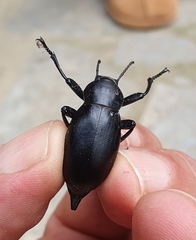 Blaps lusitanica