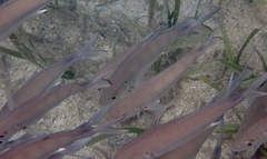Caranx sexfasciatus