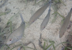 Caranx sexfasciatus