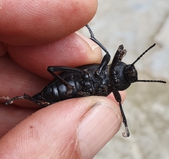 Blaps lusitanica
