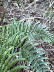 Dryopteris sandwicensis