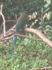 Momotus aequatorialis