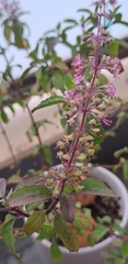 Ocimum tenuiflorum