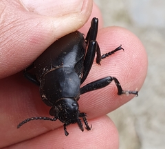 Blaps lusitanica