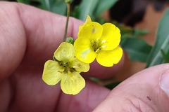 Diplotaxis tenuifolia
