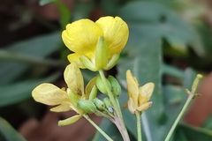 Diplotaxis tenuifolia