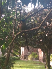 Momotus aequatorialis