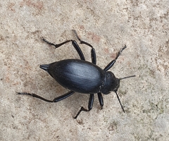 Blaps lusitanica