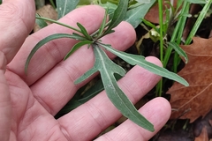 Diplotaxis tenuifolia