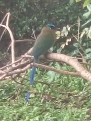 Momotus aequatorialis