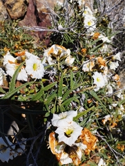 Cordia decandra