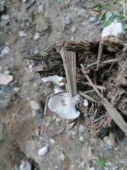 Battarrea phalloides