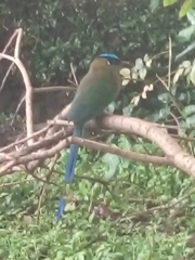 Momotus aequatorialis