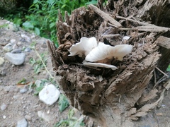 Battarrea phalloides