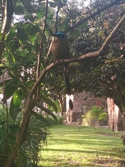 Momotus aequatorialis