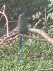Momotus aequatorialis
