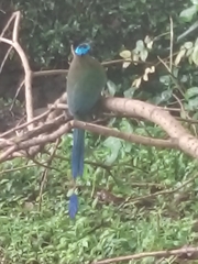 Momotus aequatorialis