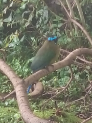 Momotus aequatorialis