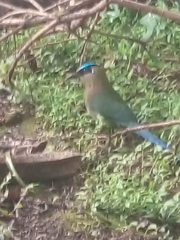 Momotus aequatorialis