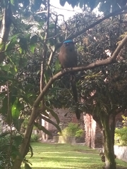 Momotus aequatorialis