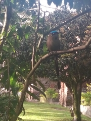 Momotus aequatorialis