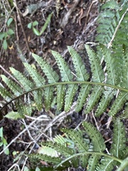 Dryopteris sandwicensis